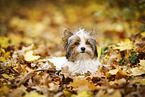 young Biewer Terrier in autumn