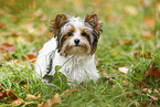 young Biewer Terrier in autumn