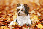 young Biewer Terrier in autumn