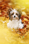 young Biewer Terrier in autumn