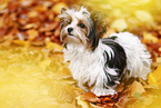 young Biewer Terrier in autumn