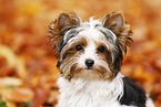 young Biewer Terrier in autumn