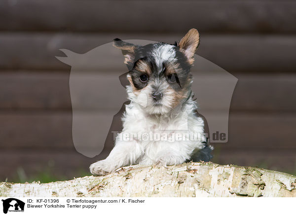 Biewer Yorkshire Terrier puppy / KF-01396