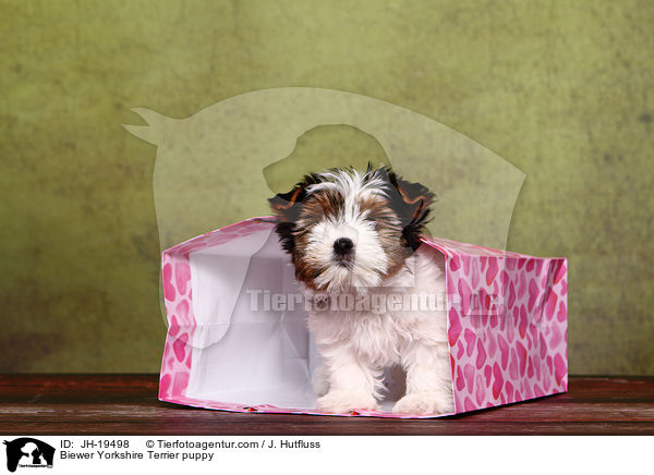 Biewer Yorkshire Terrier Welpe / Biewer Yorkshire Terrier puppy / JH-19498