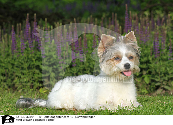 liegender Biewer Yorkshire Terrier / lying Biewer Yorkshire Terrier / SS-33791