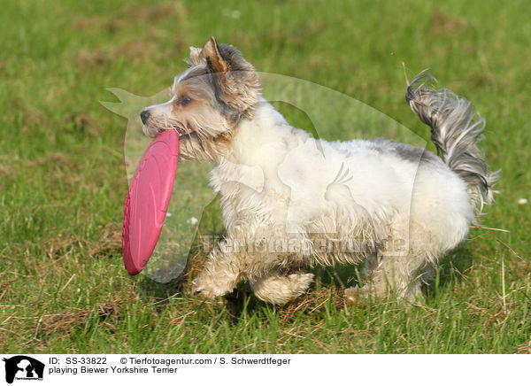 spielender Biewer Yorkshire Terrier / playing Biewer Yorkshire Terrier / SS-33822