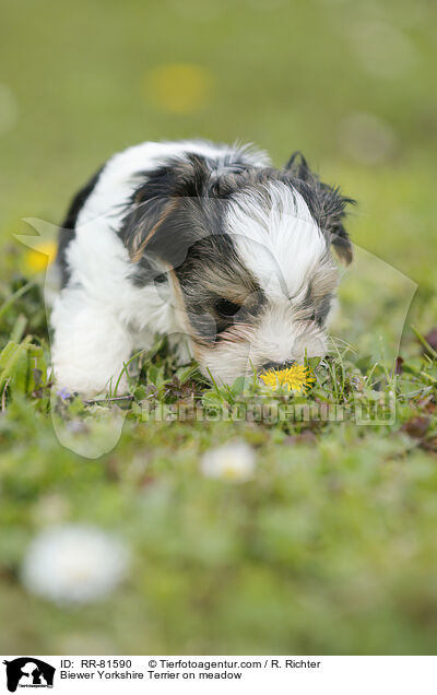 Biewer Yorkshire Terrier auf der Wiese / Biewer Yorkshire Terrier on meadow / RR-81590