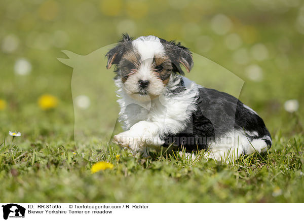 Biewer Yorkshire Terrier auf der Wiese / Biewer Yorkshire Terrier on meadow / RR-81595