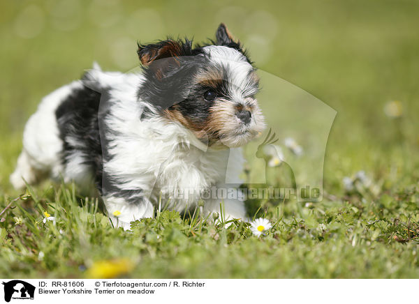 Biewer Yorkshire Terrier auf der Wiese / Biewer Yorkshire Terrier on meadow / RR-81606