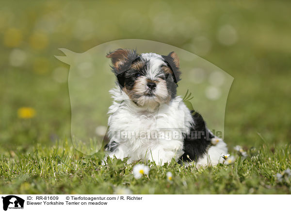 Biewer Yorkshire Terrier auf der Wiese / Biewer Yorkshire Terrier on meadow / RR-81609