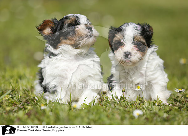 Biewer Yorkshire Terrier Puppies / RR-81610