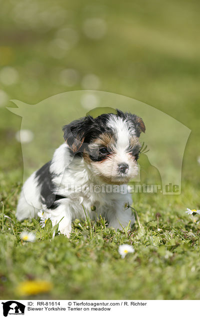 Biewer Yorkshire Terrier auf der Wiese / Biewer Yorkshire Terrier on meadow / RR-81614