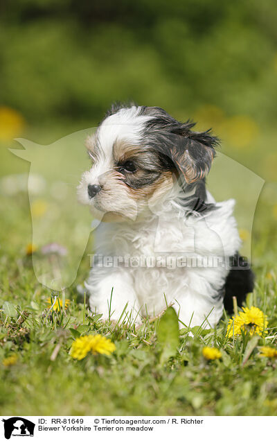 Biewer Yorkshire Terrier on meadow / RR-81649