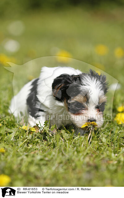 Biewer Yorkshire Terrier on meadow / RR-81653