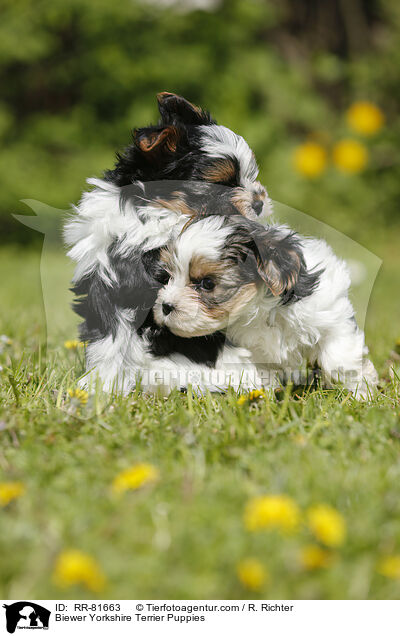 Biewer Yorkshire Terrier Puppies / RR-81663