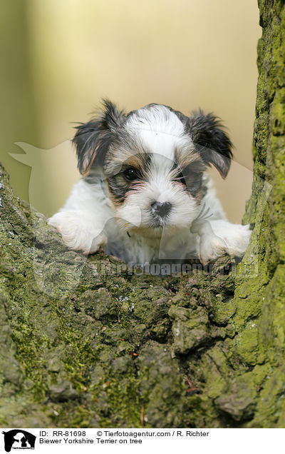 Biewer Yorkshire Terrier auf Baum / Biewer Yorkshire Terrier on tree / RR-81698