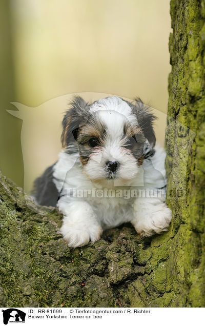 Biewer Yorkshire Terrier auf Baum / Biewer Yorkshire Terrier on tree / RR-81699