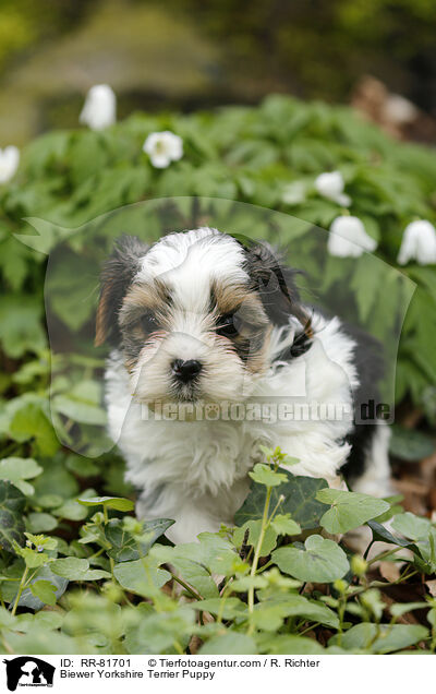 Biewer Yorkshire Terrier Welpe / Biewer Yorkshire Terrier Puppy / RR-81701