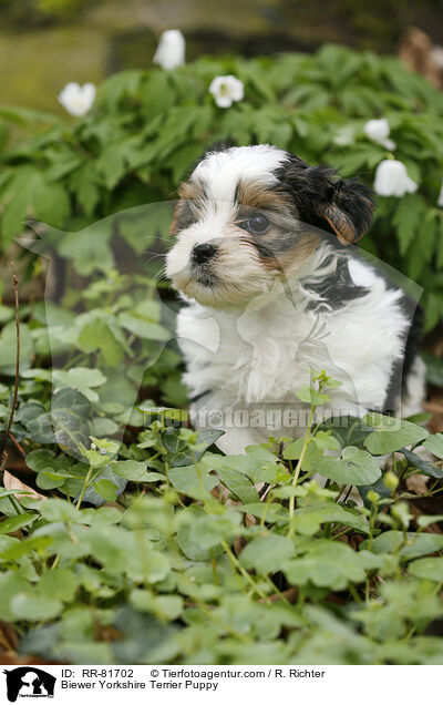 Biewer Yorkshire Terrier Puppy / RR-81702