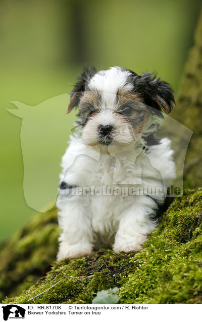 Biewer Yorkshire Terrier on tree / RR-81708