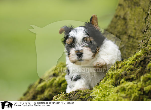 Biewer Yorkshire Terrier on tree / RR-81710