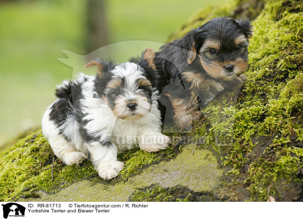 Yorkshire Terrier and Biewer Terrier / RR-81713