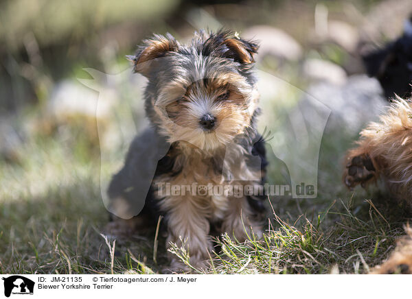 Biewer Yorkshire Terrier / Biewer Yorkshire Terrier / JM-21135