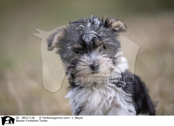 Biewer Yorkshire Terrier / Biewer Yorkshire Terrier / JM-21136