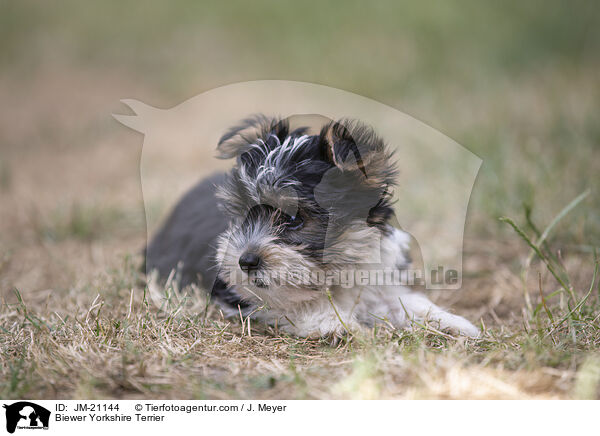 Biewer Yorkshire Terrier / Biewer Yorkshire Terrier / JM-21144