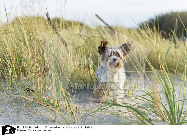 Biewer Yorkshire Terrier / Biewer Yorkshire Terrier / HBO-06945