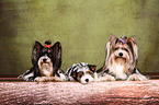 3 Biewer Yorkshire Terriers