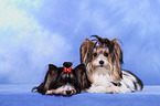 2 Biewer Yorkshire Terrier