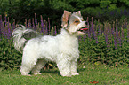 standing Biewer Yorkshire Terrier