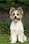 sitting Biewer Yorkshire Terrier