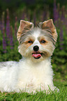 lying Biewer Yorkshire Terrier