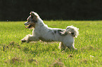 running Biewer Yorkshire Terrier