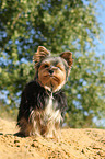 standing Biewer Yorkshire Terrier