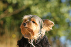 Biewer Yorkshire Terrier Portrait