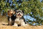 2 Biewer Yorkshire Terrier