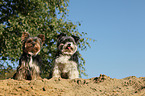 2 Biewer Yorkshire Terrier