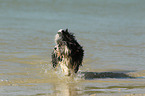 walking Biewer Yorkshire Terrier