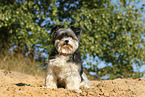 sitting Biewer Yorkshire Terrier