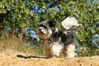 walking Biewer Yorkshire Terrier