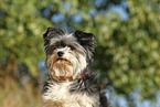 Biewer Yorkshire Terrier Portrait