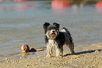 standing Biewer Yorkshire Terrier