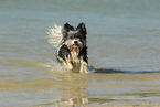 running Biewer Yorkshire Terrier