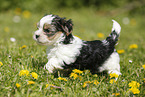 Biewer Yorkshire Terrier on meadow