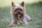 Biewer Yorkshire Terrier