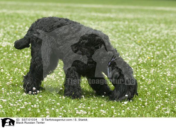 Schwarzer Russischer Terrier / Black Russian Terrier / SST-01034