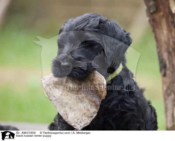 Schwarzer Russischer Terrier Welpe / black russian terrier puppy / AM-01909